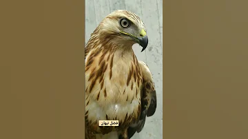 صوت صقور حوام السهول 