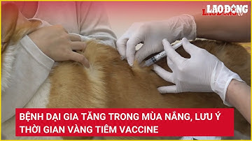 Bệnh dại gia tăng trong mùa nắng, lưu ý thời gian vàng tiêm vaccine | Báo Lao Động