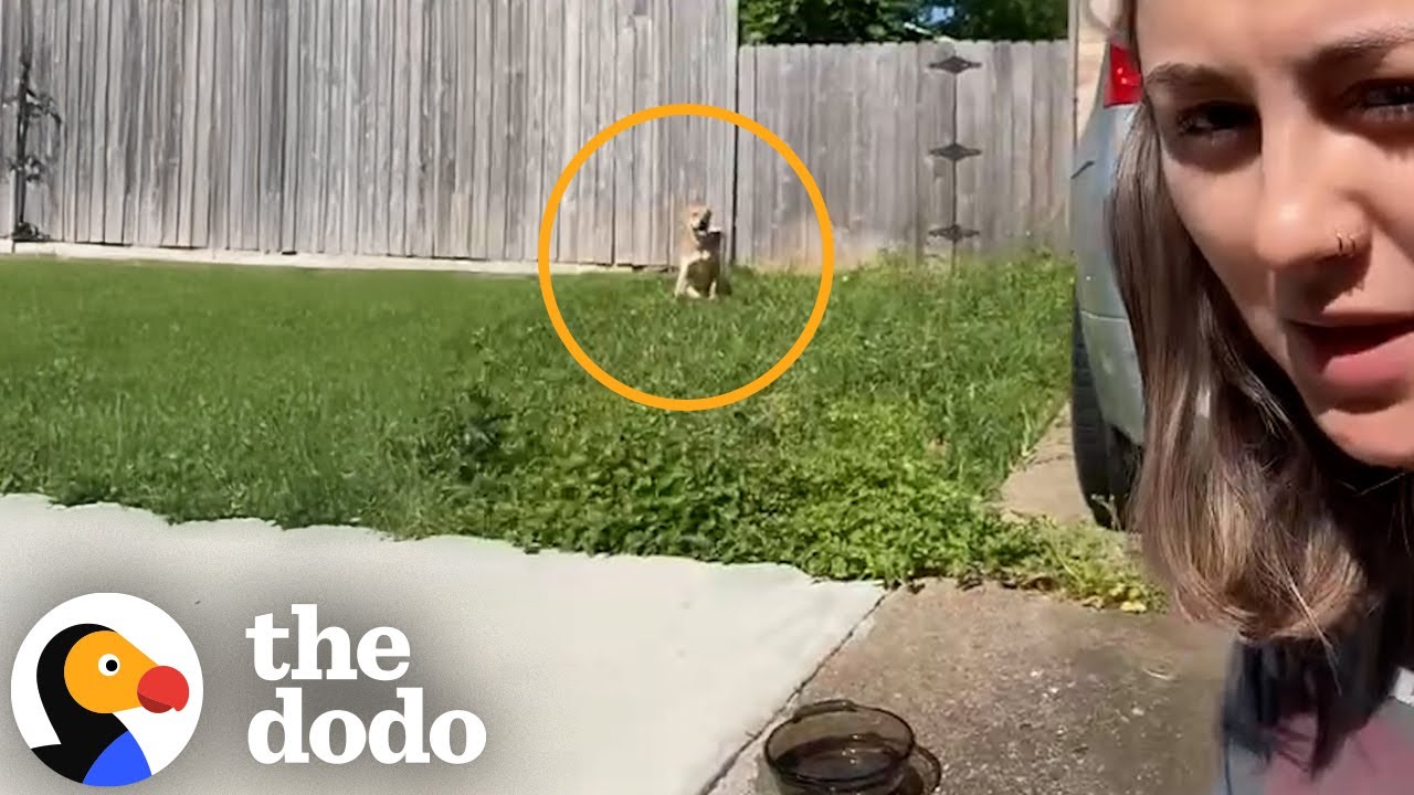 Puppy Gets Dumped In Exactly The Right Place | The Dodo - YouTube