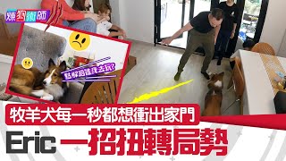 煉狗術師 III EP22 Part2 牧羊犬 每一秒都想衝出家門 Eric 一招扭轉局勢 Eric Ko  鄺芷凡  陳柏宇  區子琳  喜樂蒂牧羊犬 HOYHOYTV