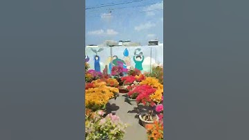 Nguyên con đường hoa đẹp lung linh xuân Quý Mão 2023 #shorts