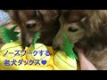 ノーズワークを楽しむ老犬ダックス【ミニチュアダックス、カニンヘンダックス、シニア犬】