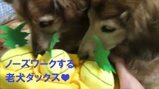 ノーズワークを楽しむ老犬ダックス【ミニチュアダックス、カニンヘンダックス、シニア犬】