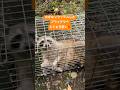 リラックスしたアライグマを捕獲
