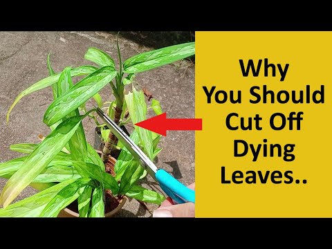 Video: Ist Deadleafing notwendig – wann und wie man Pflanzen im Garten totblättert