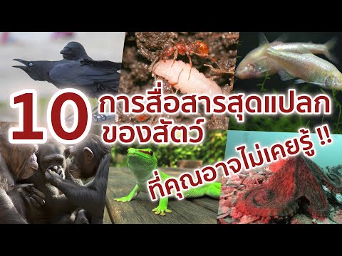 10 สัตว์ที่มีวิธีการสื่อสารสุดแปลก ที่คุณอาจไม่เคยรู้มาก่อน!