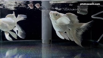 Kinh nghiệm nuôi cá chép Sư Tử Trắng