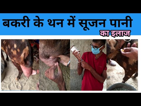 बकरी के थन में सूजन पानी का इलाज bakri k than mein pani sujan ka ilaj/ bakri ka ilaj aur  dekhbhal