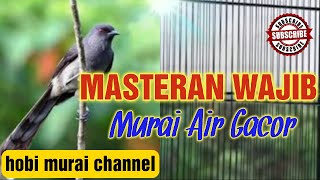 masteran murai batu terbaik || suara murai air gacor jeda