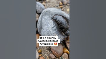 Fossil Hunting for Stone Treasures! 👷🏻‍♂️🪨🔍 #fossilhunting #fossils #shorts #coast #rock #sea #beach
