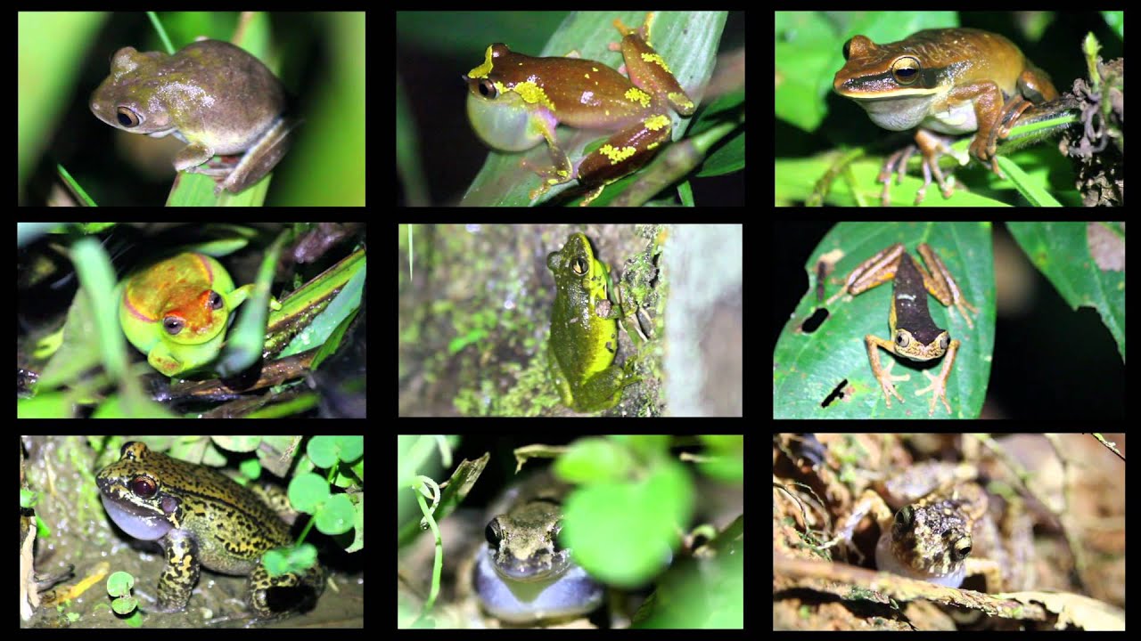 An Array of Frogs Calling in the Peruvian Amazon! - YouTube