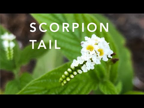 Video: Prickly Scorpion Tail Plant Info - Tips on Caring For Prickly Scorpion's Tail