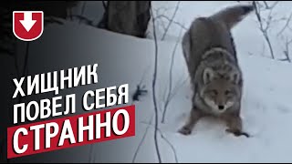 Хищник встретил людей и захотел поиграть