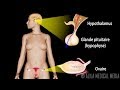 Le Contrôle Hormonal du Cycle Menstruel, Animation