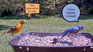 Baltimore oriole \& eastern bluebird come to feeder for live mealworms