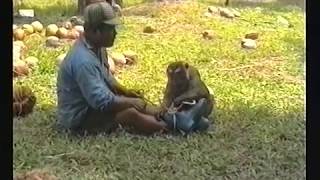 Monkey Business, Training school