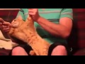 Cat dancing dubstep skrillex  cinema funny