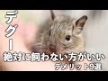 【デグーお迎え】デメリット9選！絶対飼わない方がいいですよ