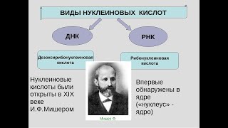 Тетраграмматон — штамп Иисуса в нашем ДНК; Куда делись нефелимы; Ной и его праведность.