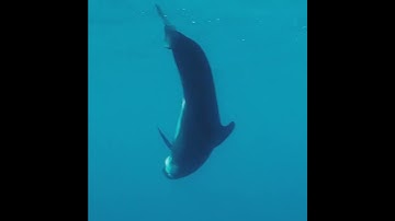 Amazing underwater world 🐬🌊 Video filmed with an ROV QYSEA Fifish W6 📹