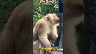 please like, # funny monkey video
