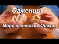 Саженцы Морозостойких орехов