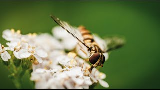 #EUPollinators - Increase the buzz!