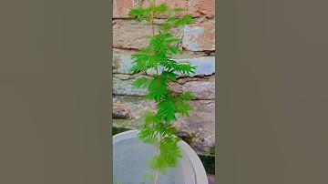 शमी के पेड़ के नीचे ये उपाय करने से मनोकामना 3 दिन में पूरी होती है🌿🙏🥺 #panditPradeepMishrajikeupay