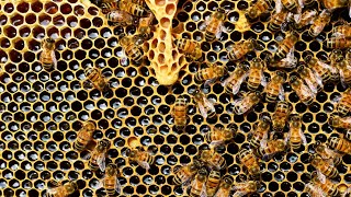 Тарзи мондани рамкаи сущдор| Как поставить пчелам сущ