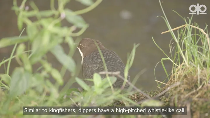 Watching Dippers with Rebecca Gibson | See Nature