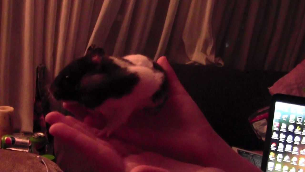 Poor Hamster - Baby Carrot Stuffed Cheeks!!!