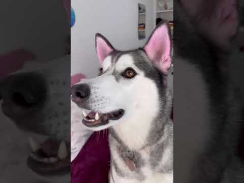 Vídeo: Filhote De Cachorro Husky Talkative E Adorável Tem Muito Para Dizer A Sua Nova Mamãe