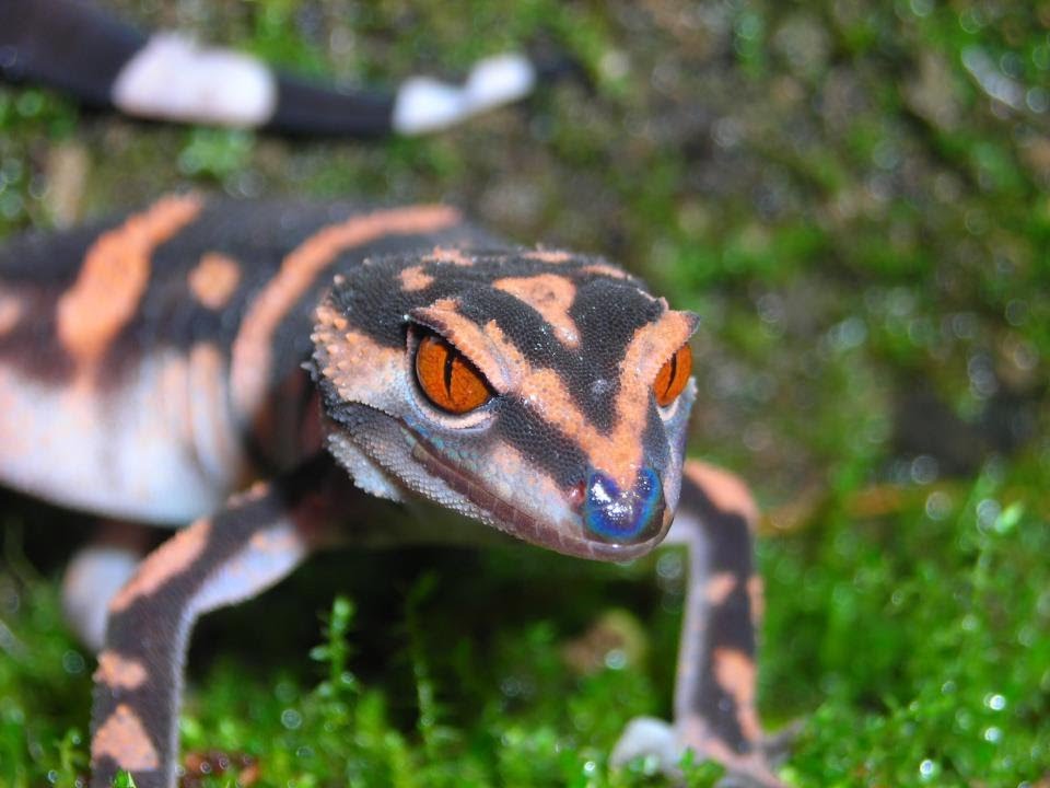 Japanese Cave Gecko Goniurosaurus Orientalis YouTube japanese-cave-gecko-goniurosaurus-orientalis-youtube