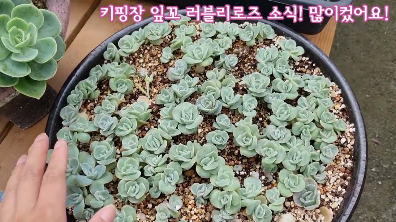 키핑장 잎꼬 러블리로즈 소식전해요! 많이 컸어요~💕