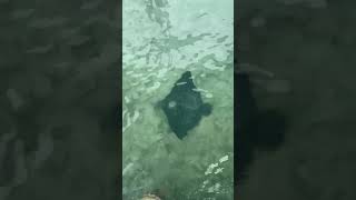 Spotted eagle ray off the dock