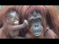 [4K] Who is a pretty baby orangutan?