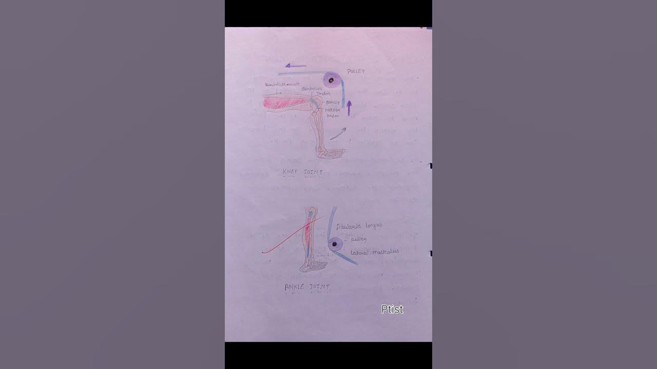 Anatomical Pulley Biomechanics Notes shorts YouTube