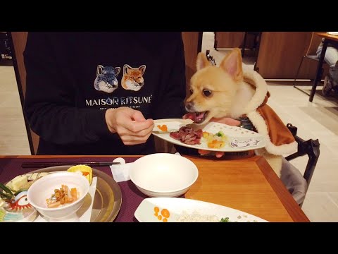 軽井沢の高級ホテルで夕飯を堪能する愛犬が可愛い…笑 / レジーナリゾート旧軽井沢