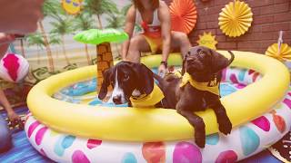 These Animals Were Given Second Chances!