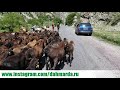 Гиссарские овцы и саги дахмарда хозяйства Баракати Хисор на перегоне в Варзобском ущелье
