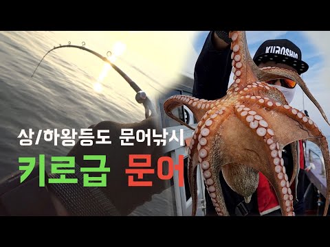 상왕등도 하왕등도 문어 조황 | 키로급 문어낚시