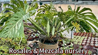 Beautiful plants at Rosales & Mezcala nursery. Long Beach, Ca.