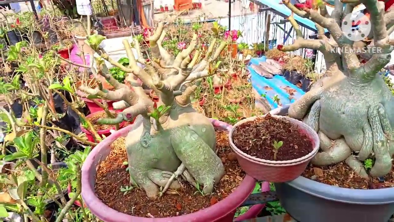 Sunday adenium update ll adenium garden overview ll 
