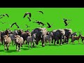 Animal Stampede Running | All Animals Racing in One Frame