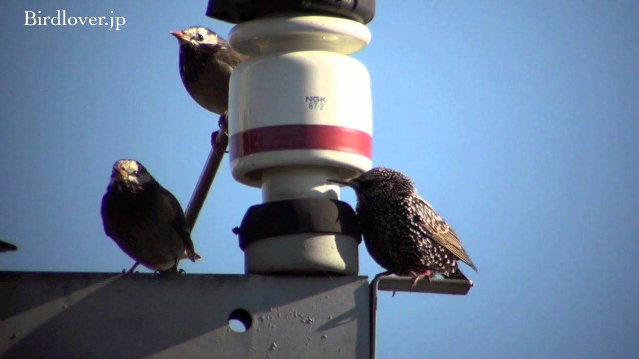 野鳥撮影・ 野鳥 ホシムクドリ Common Starling 