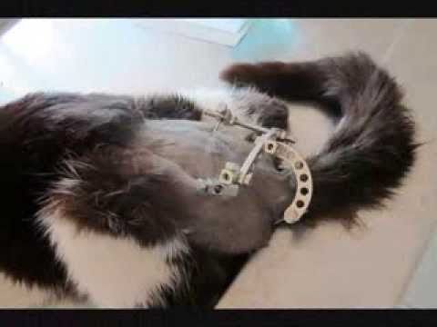 кот после травмы