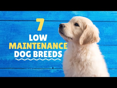 Video: 5 gemakkelijk te verzorgen hondenrassen