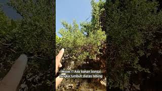 Bahan bonsai santigi tumbuh diatas batu tebing