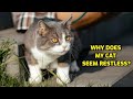 Why Is My Cat Suddenly Restless?