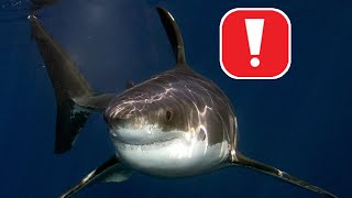 Sharktivity App Now Tracks Sharks in Real-Time screenshot 1